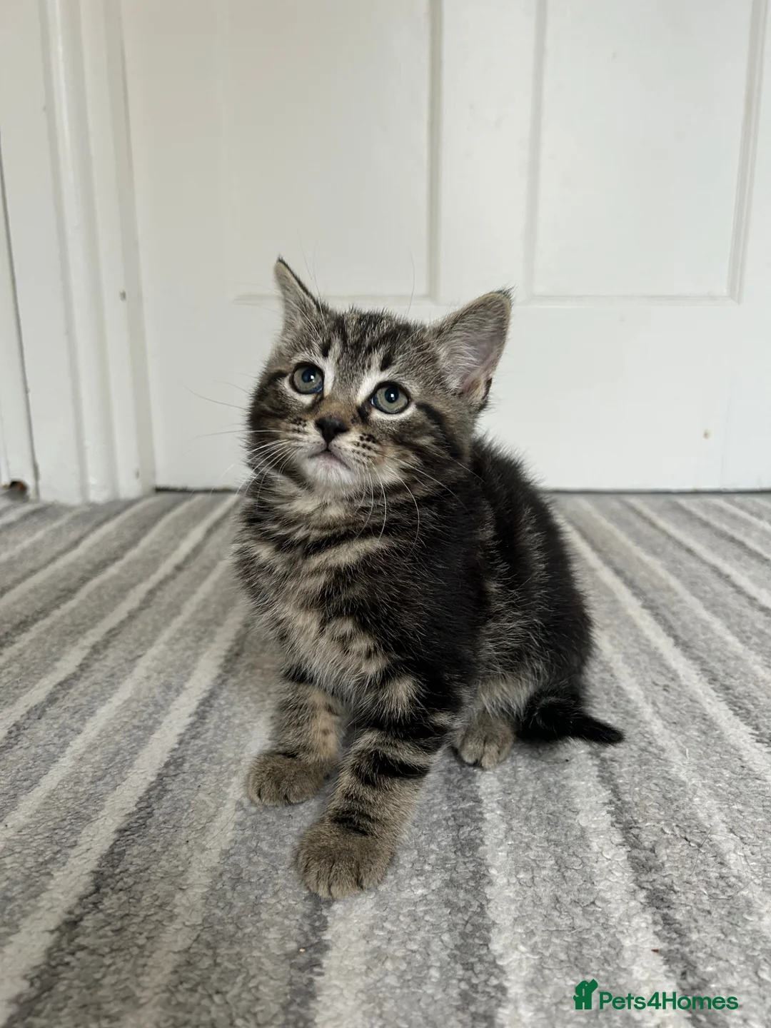 Norwegian Forest Cat cats for sale:     Four Adorable Kittens - Advert 1