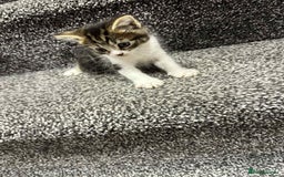 American Shorthair cats for sale: 4 male american shorthairs - Image 2