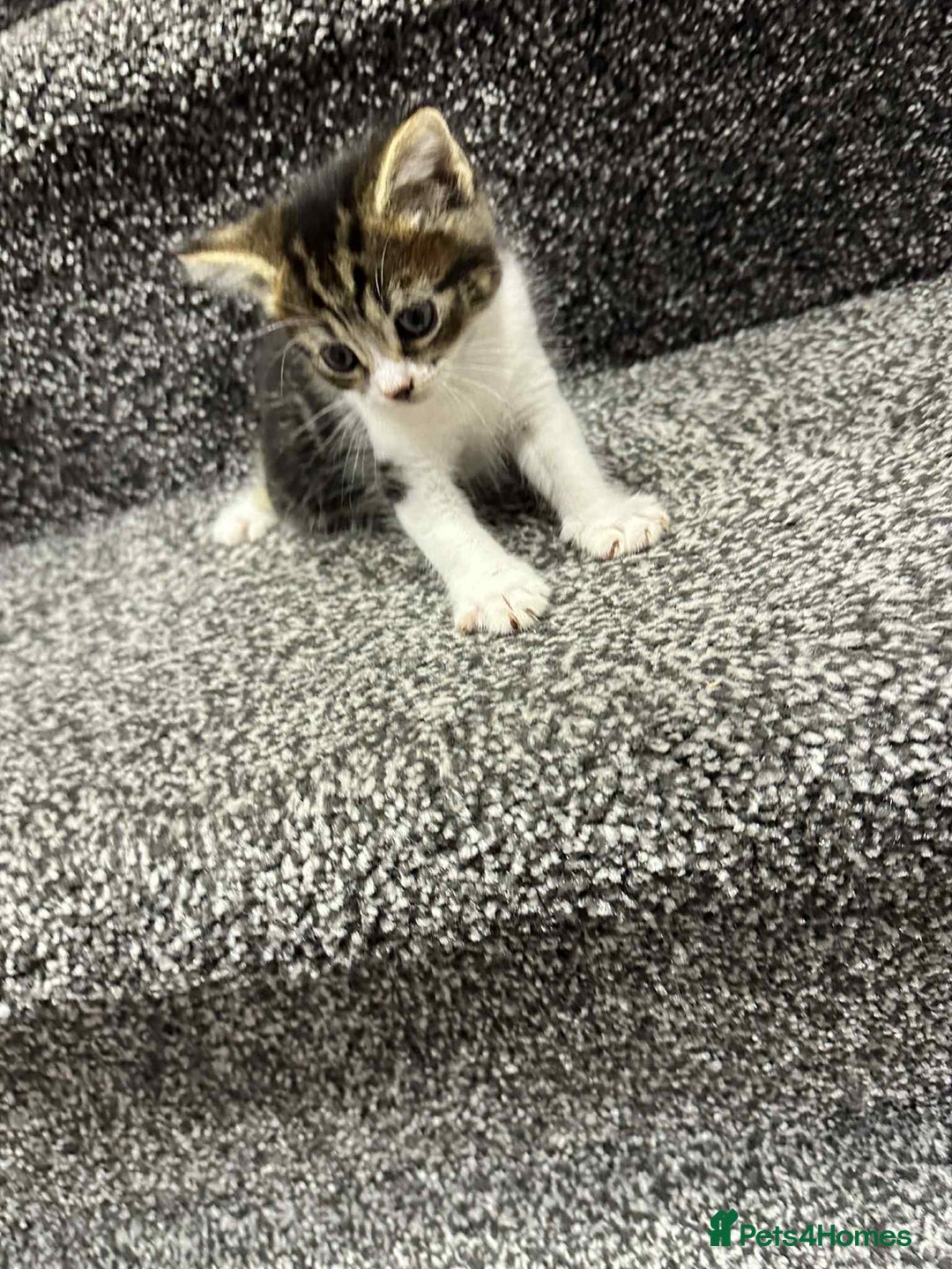 American Shorthair cats for sale: 4 male american shorthairs - Image 2
