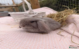 Mini Lop rabbits for sale: Pure mini lops, otters, grey, blue - Advert 14