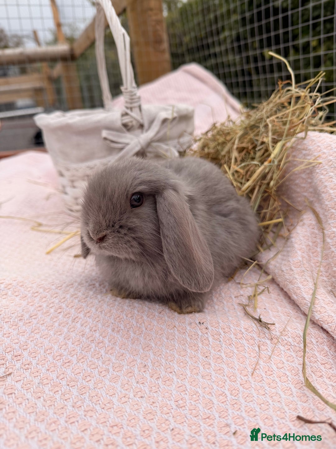 Mini Lop rabbits for sale: Pure mini lops, otters, grey, blue - Advert 14