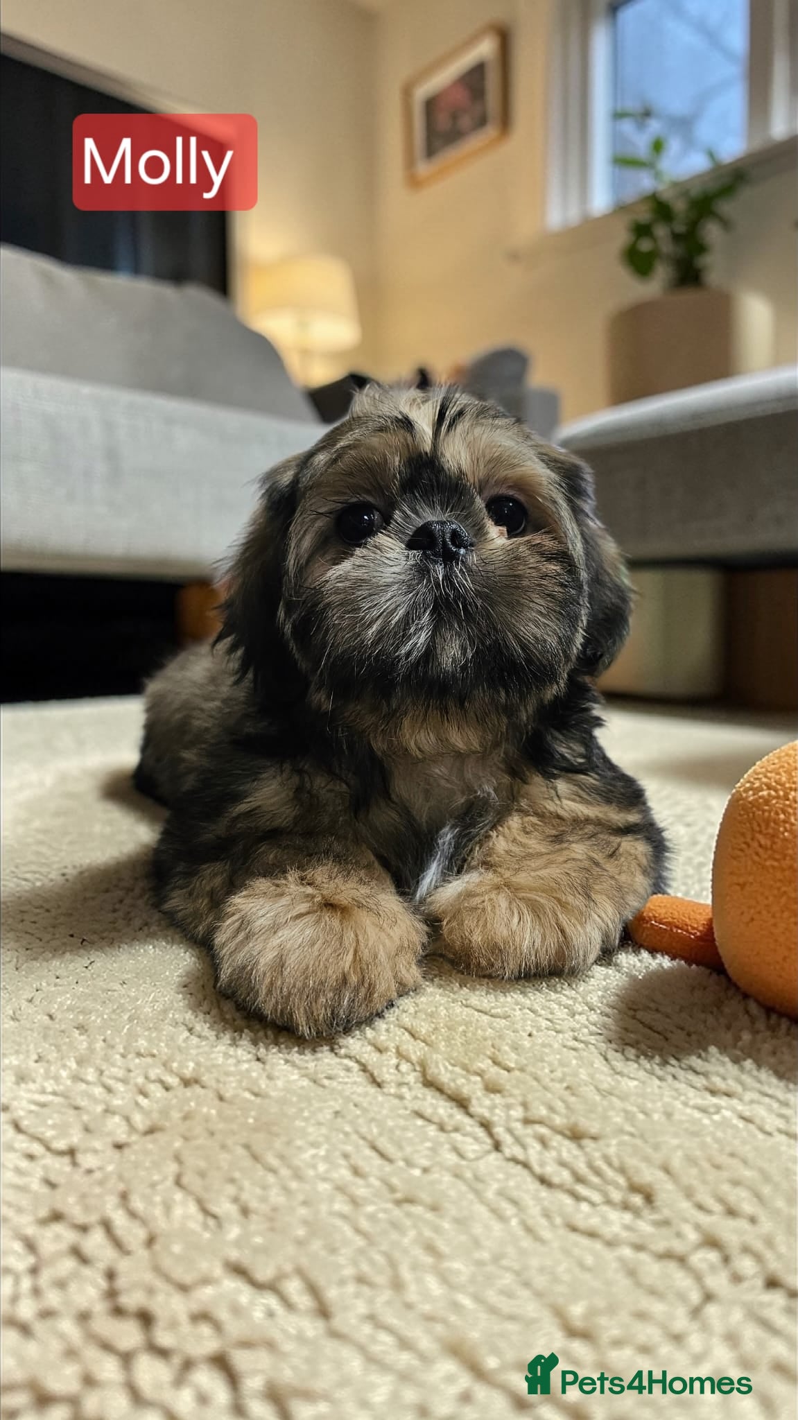 Shih Tzu dogs 💞 QUALITY STANDARD SHIH TZU 💞 - Advert 17