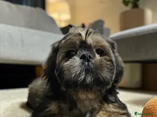 Shih Tzu dogs 💞 QUALITY STANDARD SHIH TZU 💞 - Advert 17