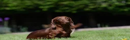 Miniature Dachshund dogs for stud: Miniature Dachshund Stud - Advert 5