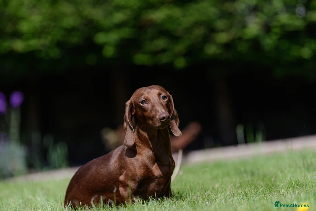 Miniature Dachshund dogs for stud: Miniature Dachshund Stud - Advert 5
