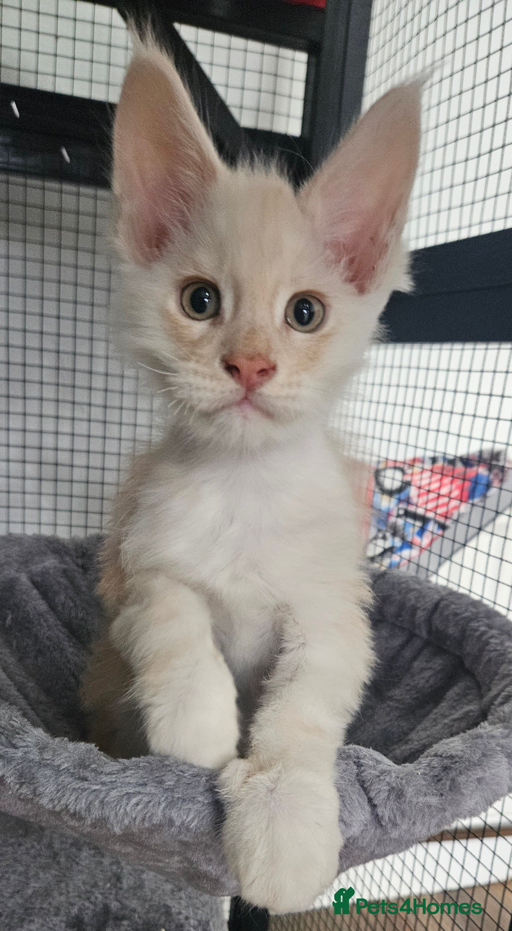 Maine Coon cats STUNNING XL MAIN COONS  - Advert 9