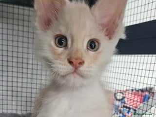 Maine Coon cats STUNNING XL MAIN COONS - Advert 1