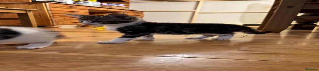 Mixed Breed Kitten 5
