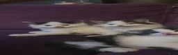 Persian cats for sale: Adorable Persian Cross Kittens - Advert 16