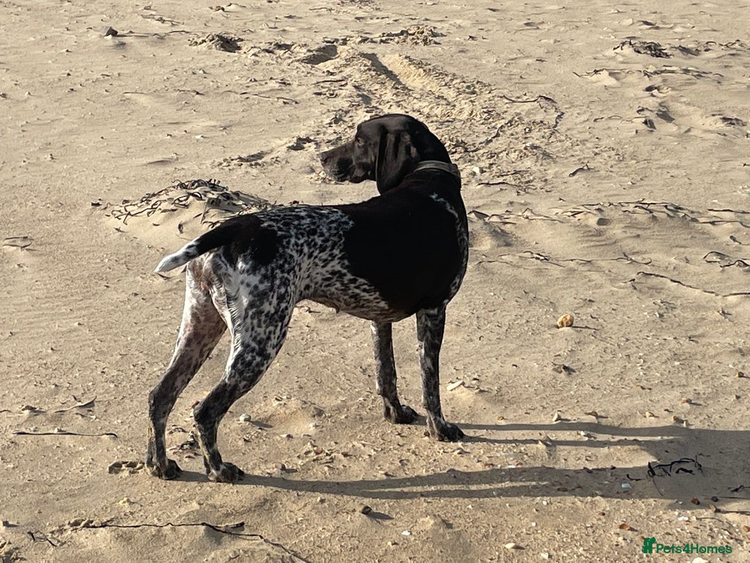German Shorthaired Pointer dogs for sale: Gorgeous litter of German Shorthair puppies - Image 30