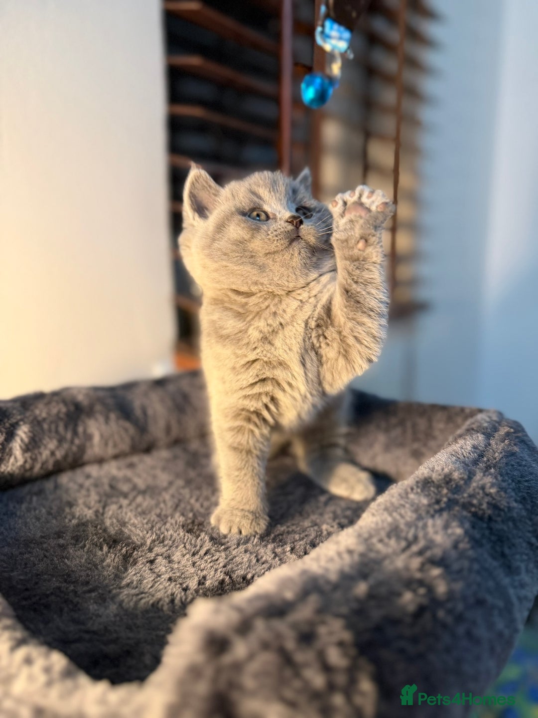 British Shorthair cats for sale: 🐾 British Shorthair × Scottish Straight Kittens - Advert 9