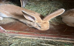 Continental Giant rabbits for sale: Yellow Continental Giant Kits. Ready to RESERVE - Image 10