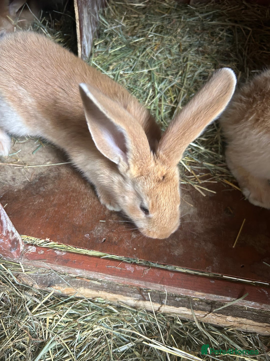 Continental Giant rabbits for sale: Yellow Continental Giant Kits. Ready to RESERVE - Image 10