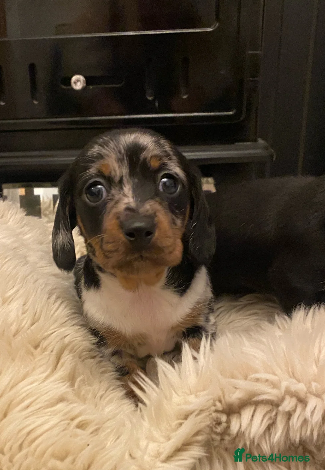 Miniature Dachshund dogs for sale: Champion Bloodline Miniature Dachshund Puppies  - Advert 9