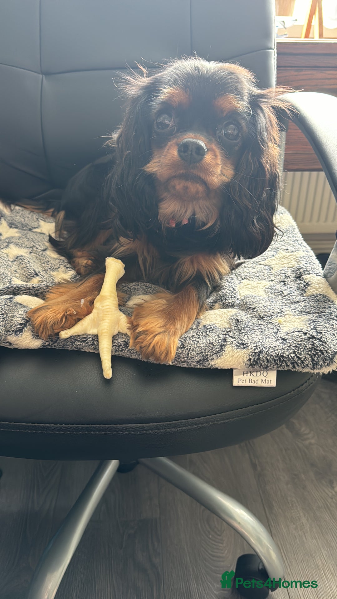 Cavalier King Charles Spaniel dogs for sale: Cavalier King Charles girl 2 years old  - Advert 3