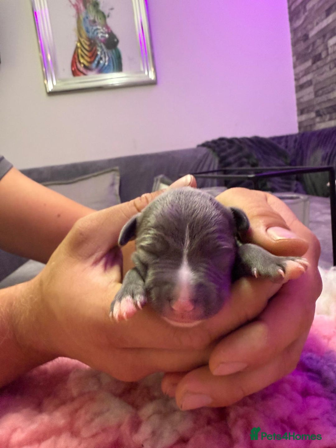 Whippet dogs for sale: Whippet , blue and blue and white puppies for sale - Image 1