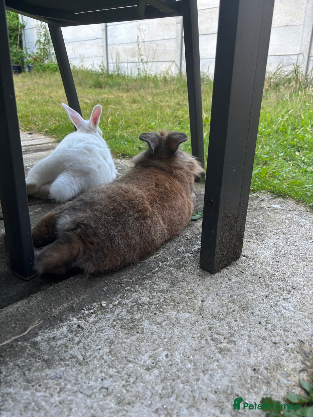 Mixed Breed rabbits for sale: 3Yr old Male & Female Rabbits - Advert 6