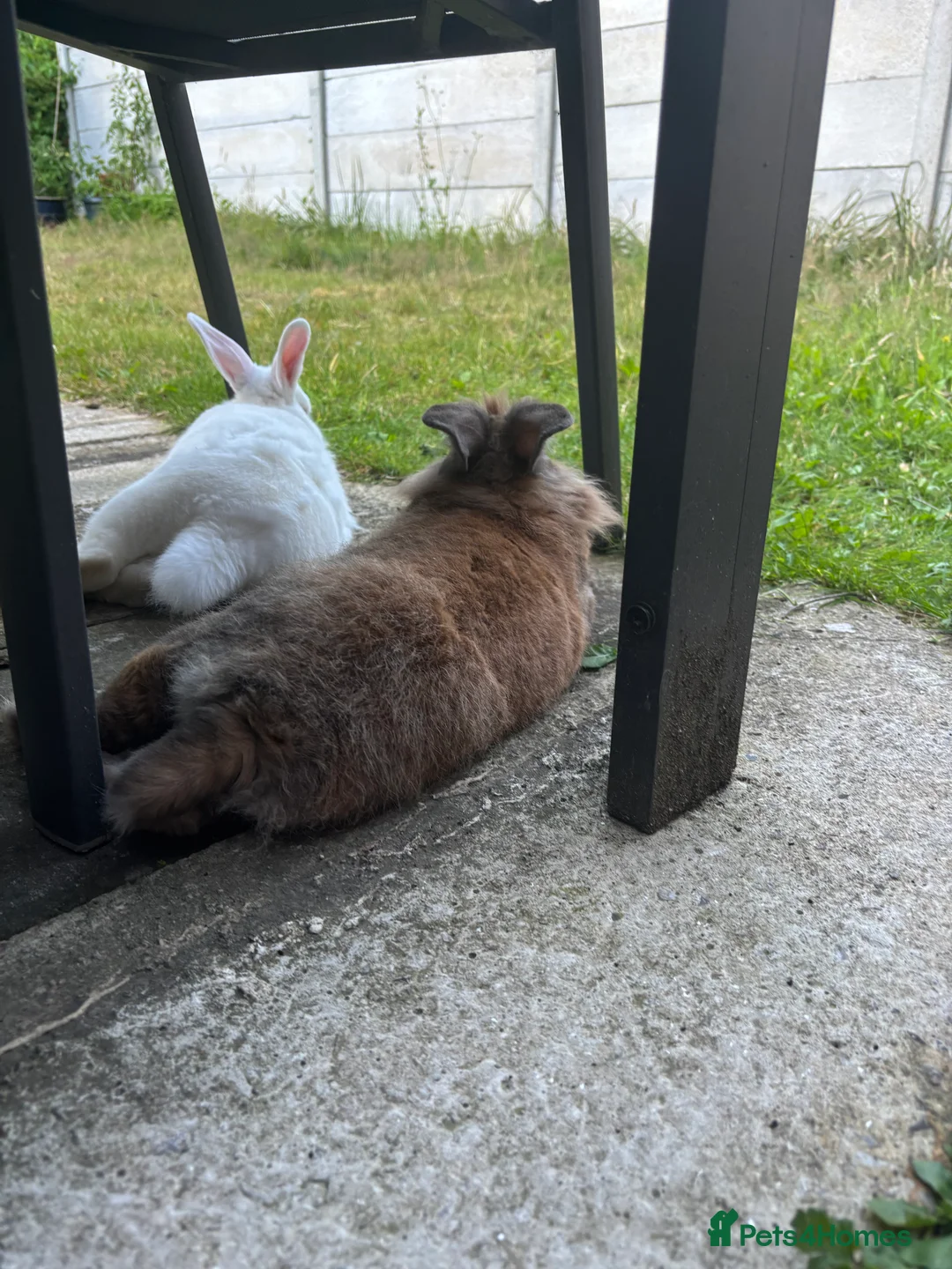 Mixed Breed rabbits for sale: 3Yr old Male & Female Rabbits - Advert 6