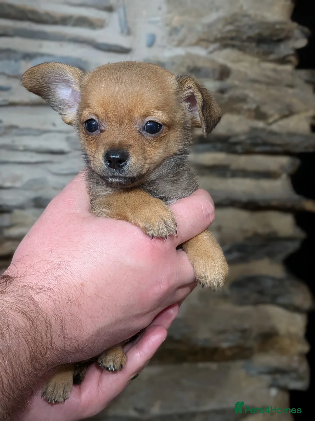 Chiweenie dogs for sale: Two beautiful tiny Chiweenies for sale - Advert 15