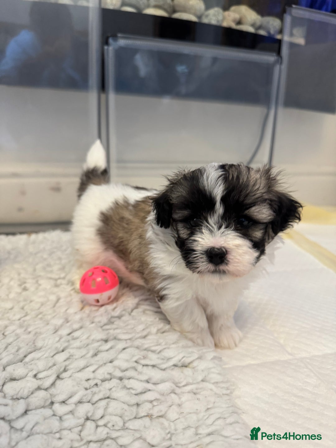 Mixed Breed dogs for sale: Maltese Cross Puppies for Sale  - Image 6