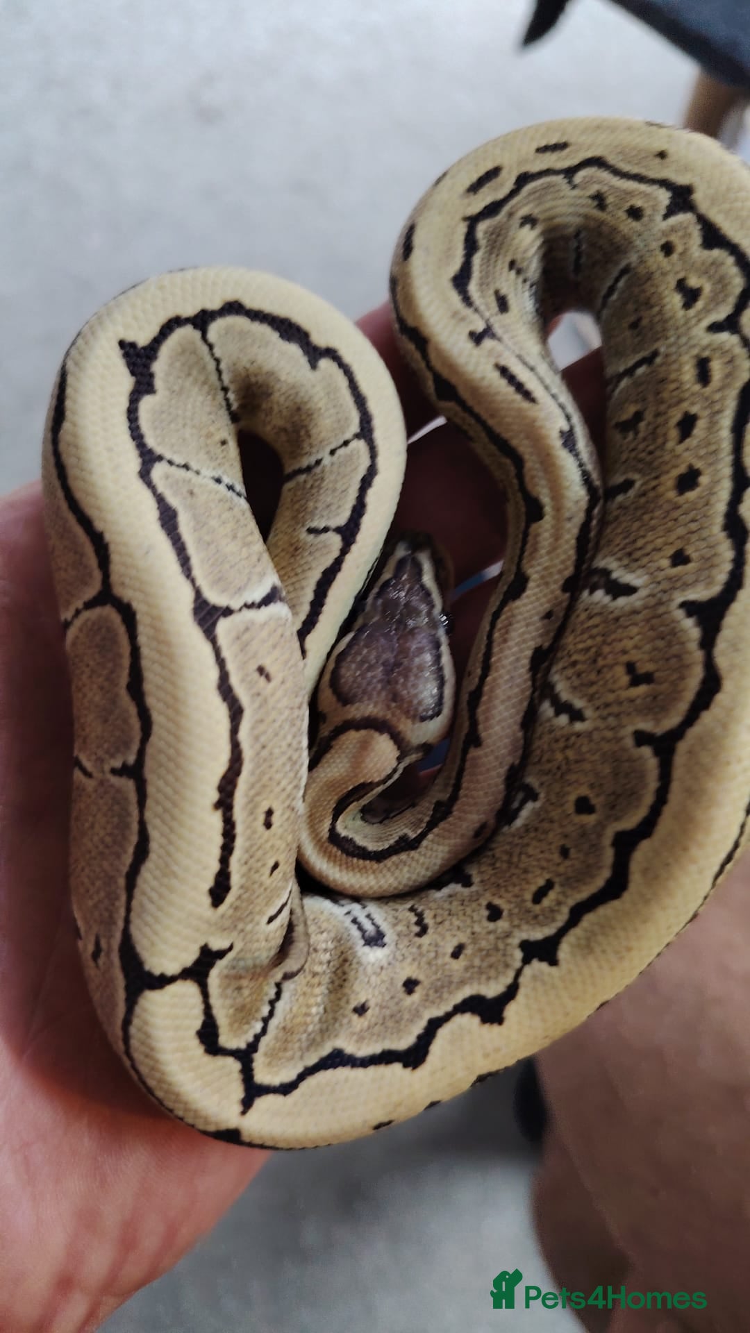 Python Snake reptiles Lovely royal python for sale.  - Advert 5