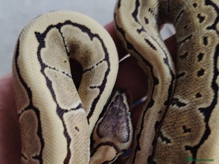 Python Snake reptiles Lovely royal python for sale. - Advert 1