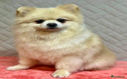Pomeranian dogs for adoption: Teddy: The Little Heart That Refused to Break - Image 5