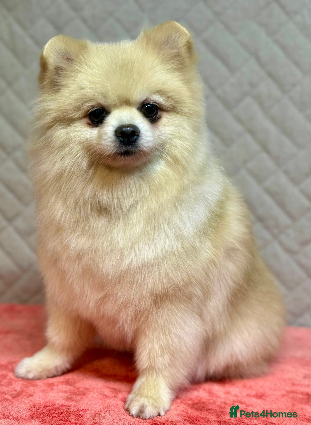 Pomeranian dogs for adoption: Teddy: The Little Heart That Refused to Break - Image 5