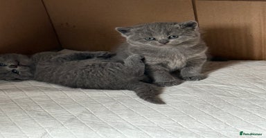 Scottish Fold cats - Advert 6