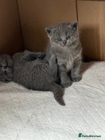 Scottish Fold cats - Advert 6