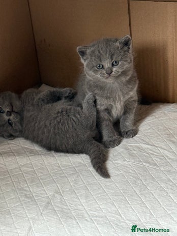 Scottish Fold cats - Advert 7