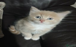 Russian Blue cats for sale: CALICO / RUSSIAN BLUE. - Image 6