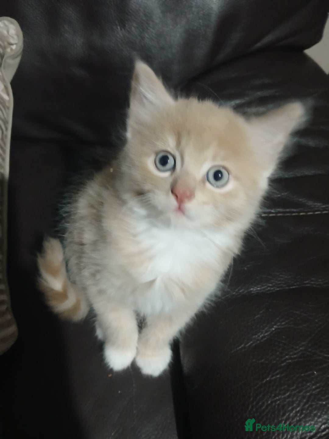 Russian Blue cats for sale: CALICO / RUSSIAN BLUE. - Image 6
