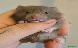Hamster rodents for sale: Pedigree syrian long haired LC hamster babies - Image 2