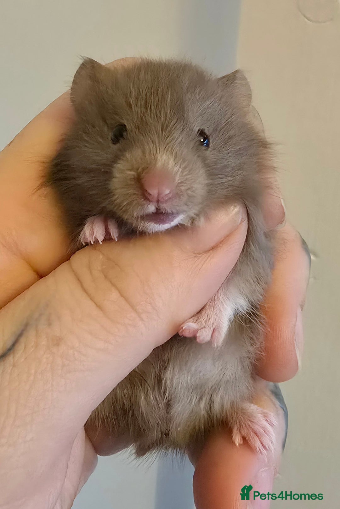 Hamster rodents for sale: Pedigree syrian long haired LC hamster babies - Image 2