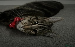 Russian Blue cats for sale: Russian blue boy cross bengal grey - Image 20