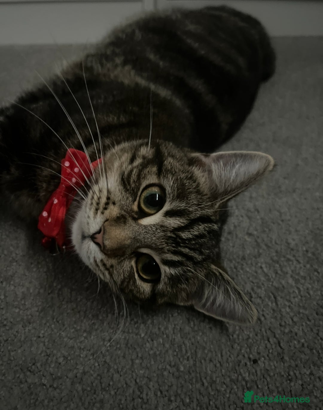 Russian Blue cats for sale: Russian blue boy cross bengal grey - Image 20