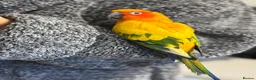 Conures birds for sale: Tamed Sun Conure with Cage - Advert 3