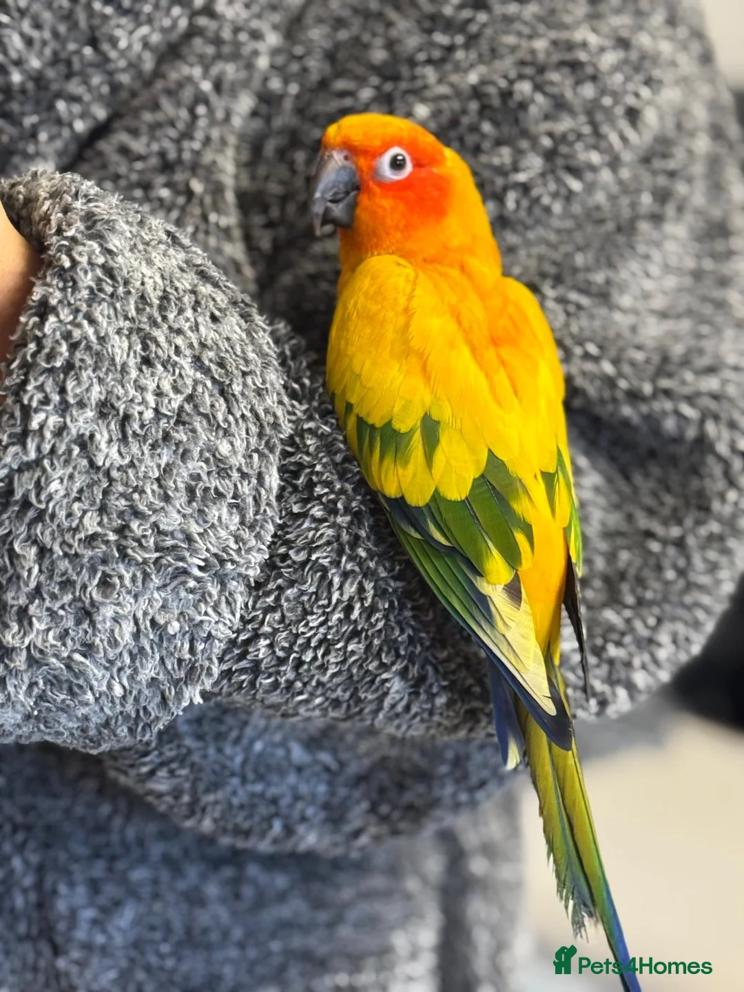 Conures birds for sale: Tamed Sun Conure with Cage - Advert 3