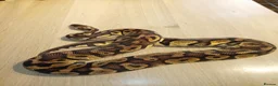 Python Snake reptiles for sale: Ball pythons - Advert 8