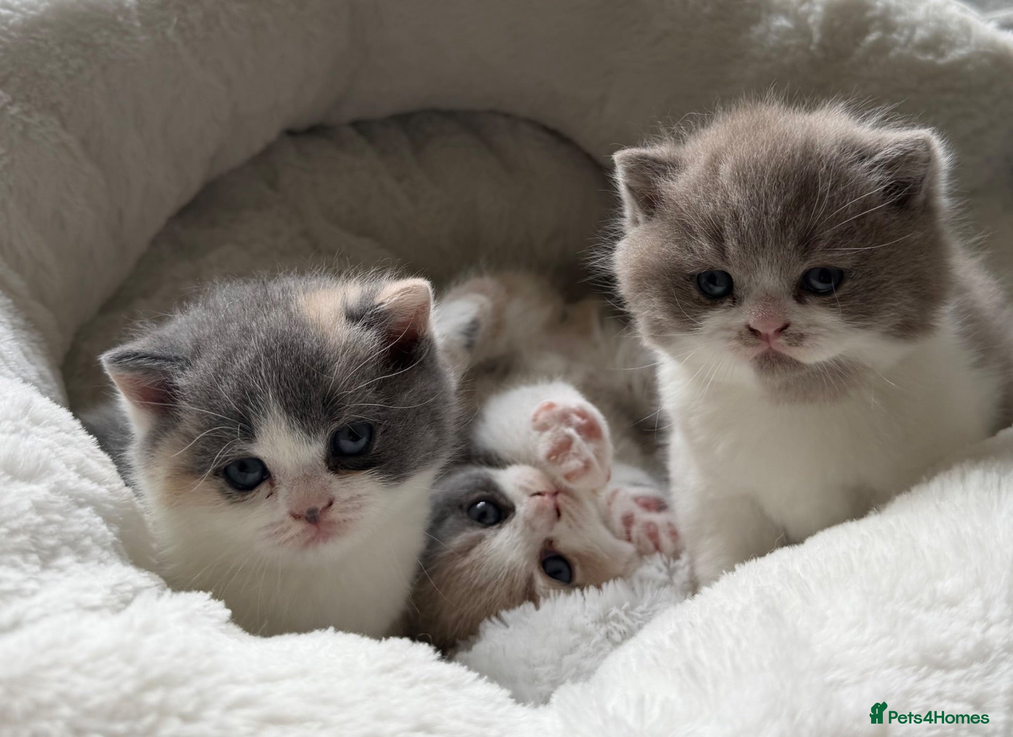 British Shorthair cats GCCF BSH Bilcolour/Tricolour chunky 🐱  - Advert 2