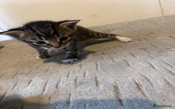 Domestic Shorthair cats for sale: Short Hair kittens  - Image 4