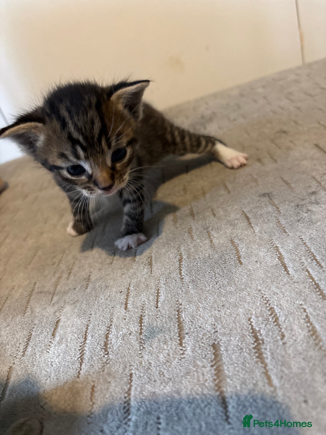 Domestic Shorthair cats for sale: Short Hair kittens  - Image 4