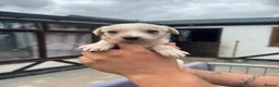 Lurcher dogs for sale: Top quality Lurcher puppies - Advert 7