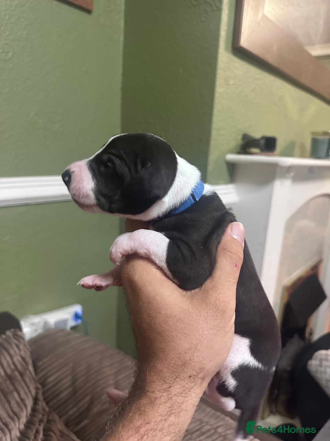 Whippet dogs for sale: Rare colours full pedigree KC Reg whippet pups  - Image 27