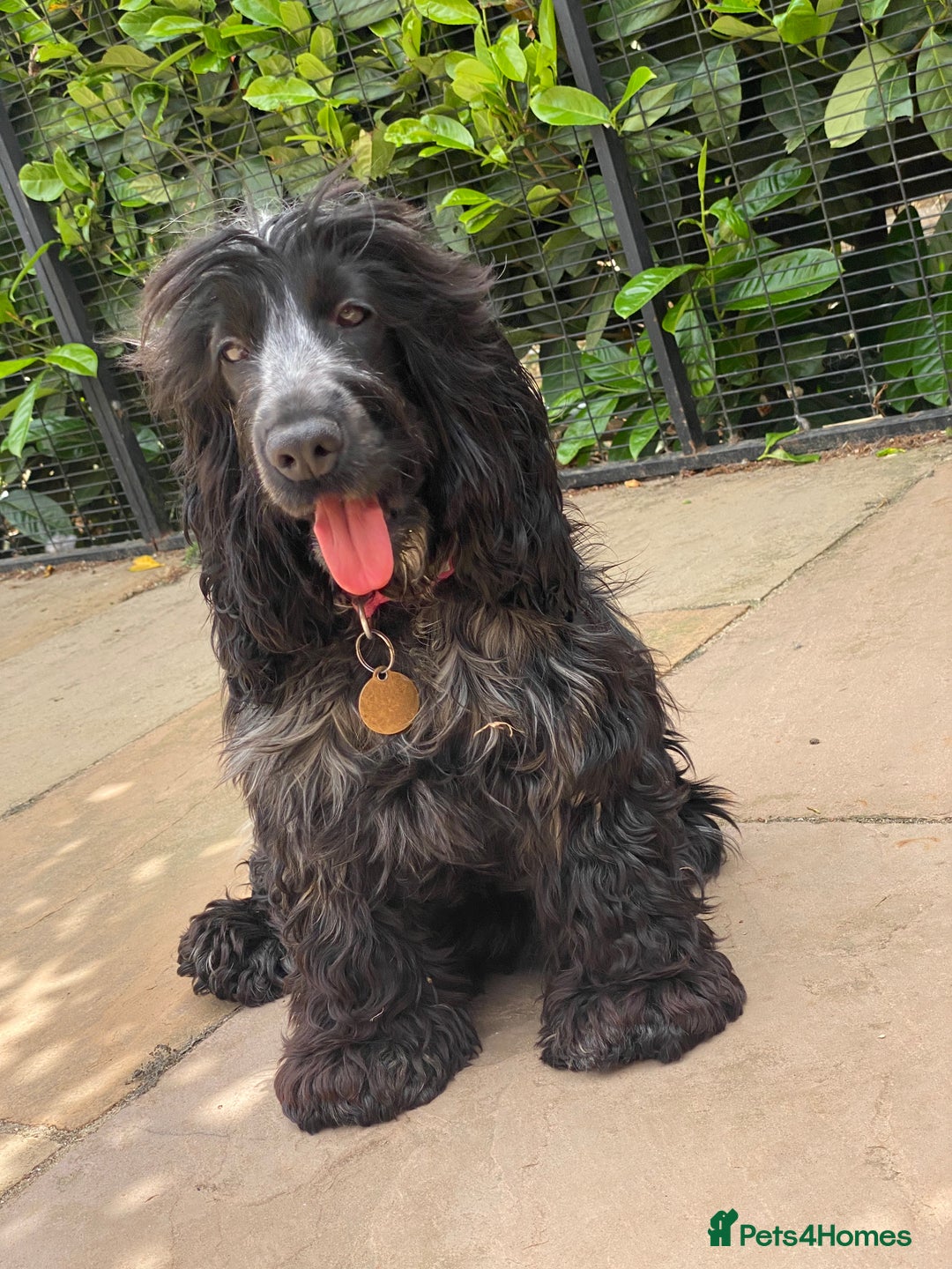 Cocker Spaniel dogs for sale: ‼️ ATTENTION PLEASE ‼️ - Advert 10