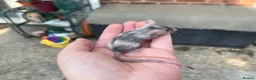 Mouse rodents for sale: Baby fancy mice - lovely temperaments  in Didcot - Advert 5