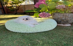 Pomeranian dogs for sale: SUPER TINY ICE WHITE POMERANIAN BOY - Image 18