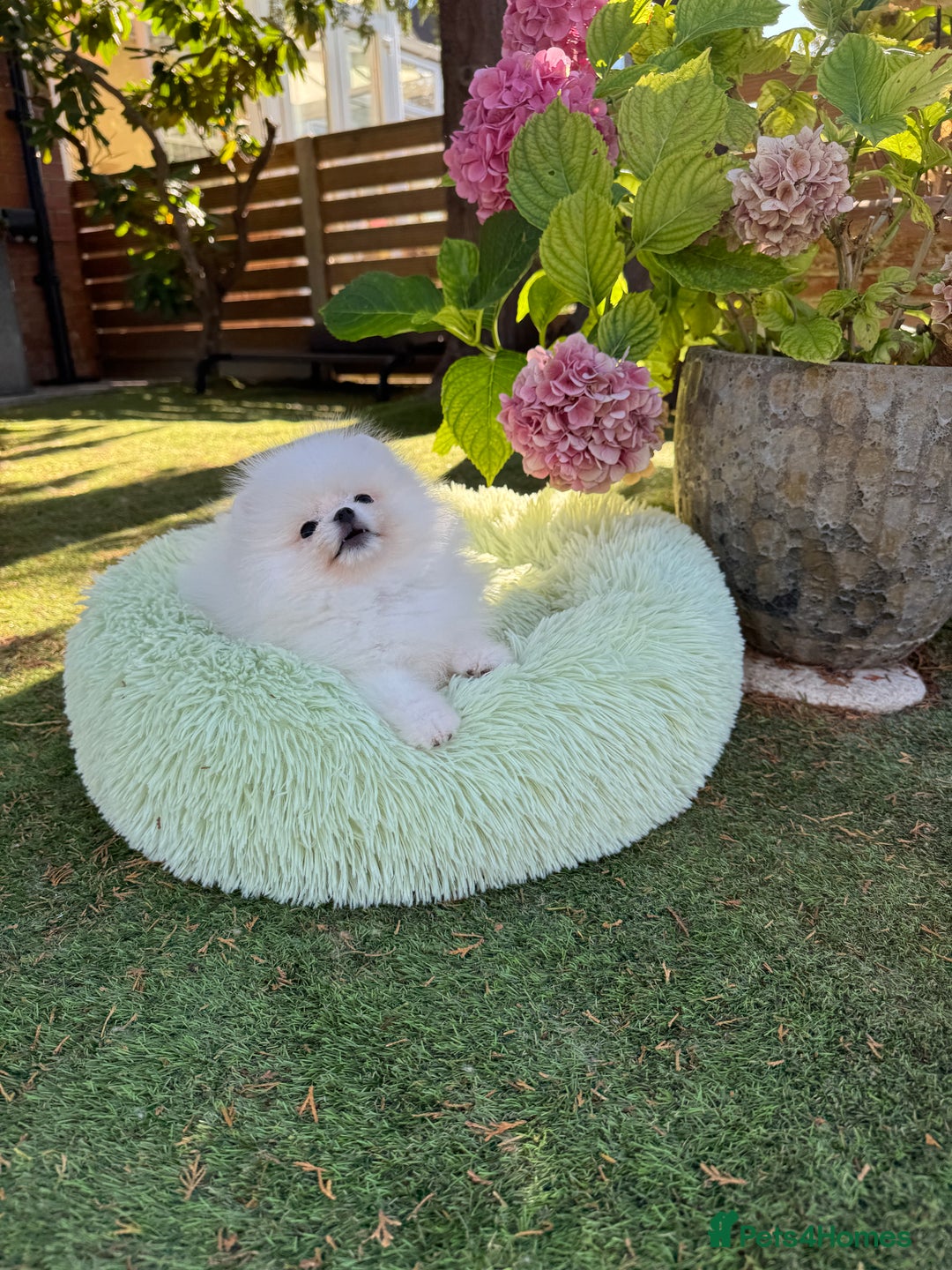 Pomeranian dogs for sale: SUPER TINY ICE WHITE POMERANIAN BOY - Image 18