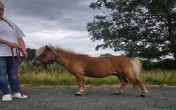 Shetland pony horses for sale: Beautiful 7h Mini shetland Gelding  - Image 6
